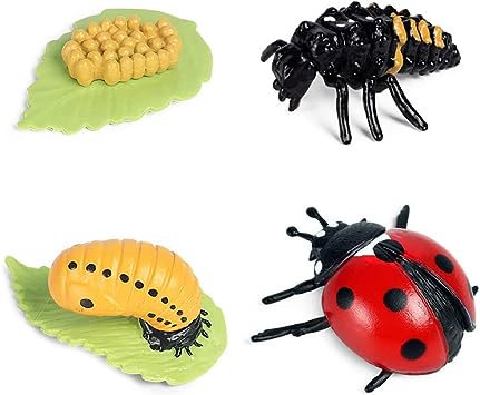 Ladybug Life Cycle