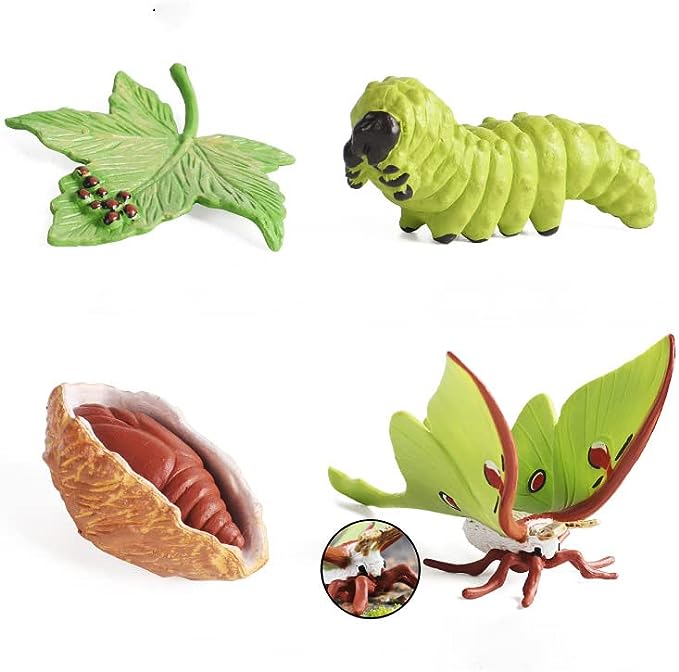 Moth Life Cycle